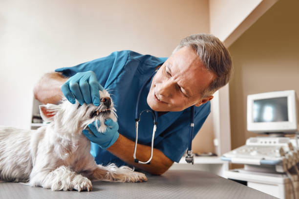 Best Emergency Tooth Extraction in Midway North, TX